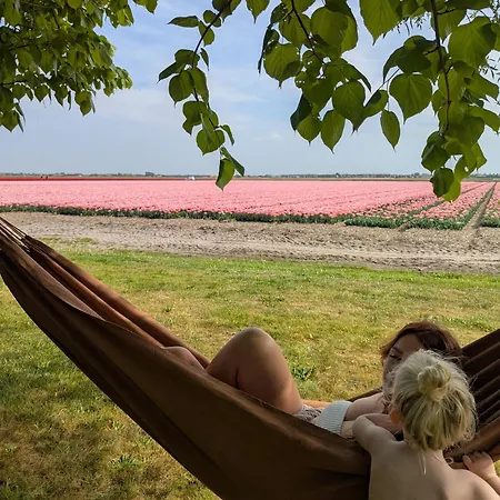 Empty Spot On Grass The Tulip No Beds * Julianadorp